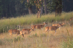 Windsor Tiger Resort
