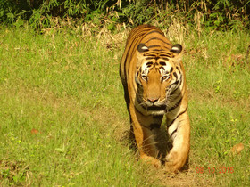 Windsor Tiger Resort