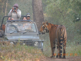 Windsor Tiger Resort