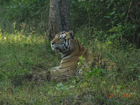 Windsor Tiger Resort