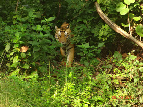 Windsor Tiger Resort