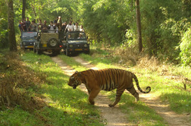 Windsor Tiger Resort