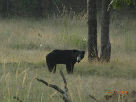Windsor Tiger Resort