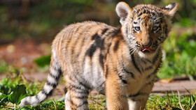 Windsor Tiger Resort