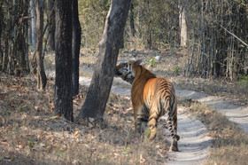Windsor Tiger Resort