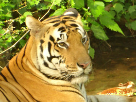 Windsor Tiger Resort