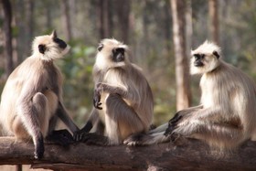 Pench Jungle Camp