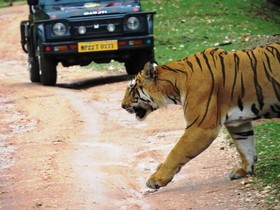 Pench Jungle Camp