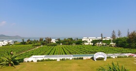 Regenta Resort, Soma Vine Village, Nashik