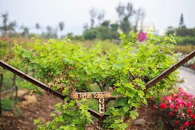 Regenta Resort, Soma Vine Village, Nashik