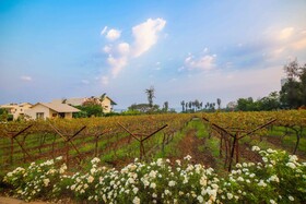 Regenta Resort, Soma Vine Village, Nashik