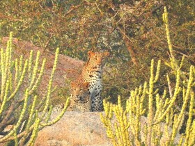 Thour Nature Resorts