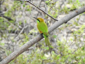 Thour Nature Resorts