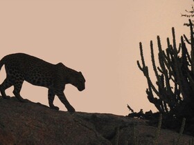 Thour Nature Resorts