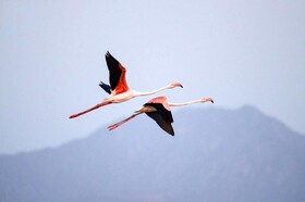 Thour Nature Resorts