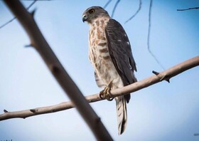 Thour Nature Resorts