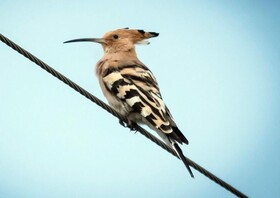 Thour Nature Resorts