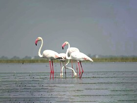 Thour Nature Resorts