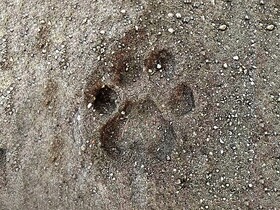 Thour Nature Resorts