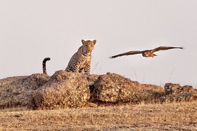 WelcomHeritage Cheetahgarh Resort & Spa