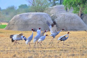 WelcomHeritage Cheetahgarh Resort & Spa