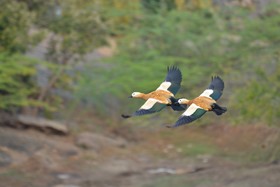 WelcomHeritage Cheetahgarh Resort & Spa