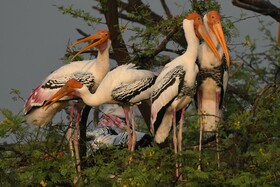 The Birders Inn