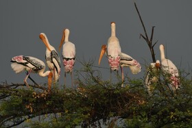 The Birders Inn