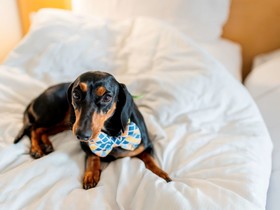 ibis Jaipur City Centre