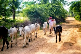 Aravali Nature Camp