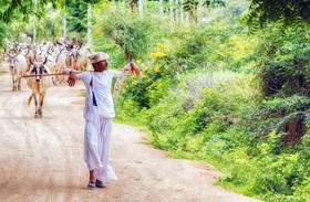 Aravali Nature Camp