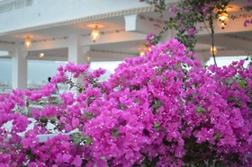 The Red Pier By Downtown Udaipur