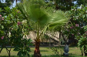 Welcomhotel by ITC Hotels, Kences Palm Beach, Mamallapuram