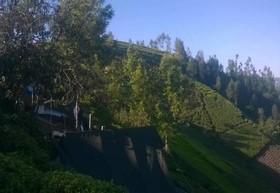 Janardan Tea Resort