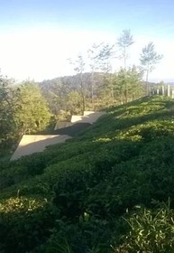 Janardan Tea Resort