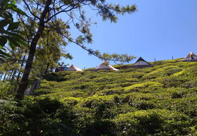 Janardan Tea Resort