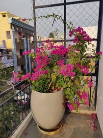 The Paperflower - A Wandertrails Stay