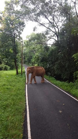 Maryland Homestay