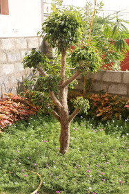 Treebo Trend Kingsbury Fiesta Vellore
