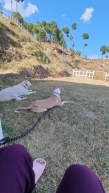 Adaara Retreat