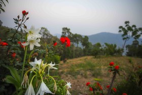 V Resorts Royal Homestay Jhimar