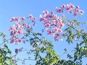 Zen Oaks Homestay