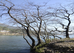 Rosefinch Sarovar Portico