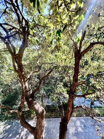 SeaHawk Resort Bhimtal