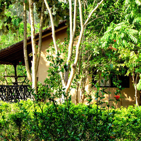 Jims Jungle Retreat