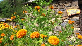Whispering Pines Himalayan Retreat