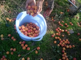 In Apple Estate
