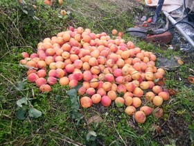 In Apple Estate