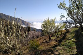 In Apple Estate
