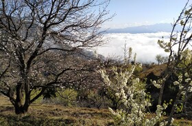 In Apple Estate